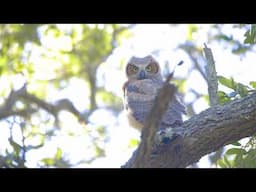 Birding With Adam: Lowcountry Owls