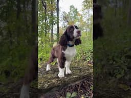 Springer Spaniel Out On A Big Adventure! #springerspaniel #spaniel #dogtraining