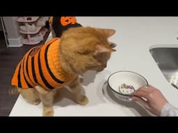 feeding my 4 spoiled cats Halloween edition!🎃