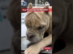 Dog मे Fever का पता कैसे लगाएं? | How to detect Fever in dog #youtubeshorts #pets #americanbully