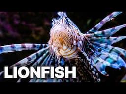 Lionfish - New Pirates of the Carribean | Suspenseful Wildlife Story