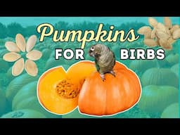 Preparing Pumpkin for Parrots 🎃🦜