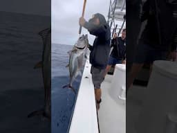 Bluefin Fun!! #tunafishing #shorts