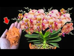 Put A Little At The Root! Thousands Of Orchids Bloom All Year Long!