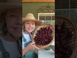 Harvest,Preserve & Store Roselle Hibiscus  #garden #gardening #herbs #hibiscus #hibiscustea