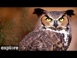 Great Horned Owls at Roger's Place | 2024 Highlights