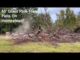 65' Dead Giant Pine Tree Fallen On Homestead | Savvy Organics Farm