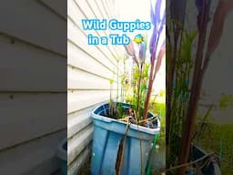 🐠 Wild Endler Guppies In An Outside  Tub ☀️ #endlerguppy #guppypond