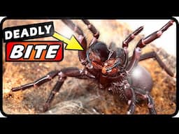 10 DEADLIEST Creatures You Should AVOID at All Costs! | Absolute Nature