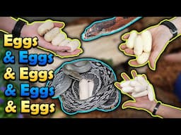 Snake Egg Compilation 2024!