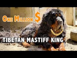 Visit the Tibetan Mastiff King, worth One million dollars. The purest-blood Mastiff in Tibet