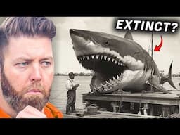 Does The Megalodon Still Exist?