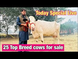 🛑Live🛑Gurwinder Dairy Farm || Call-73551-00093 || Top quality Breed