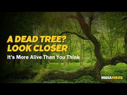 What Happens To A Dead Tree In The Forest | Circle Of Life | Nature In Focus | Indiahikes