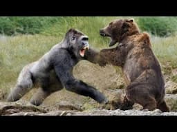 Gorilla VS Bear - Who Would Win?