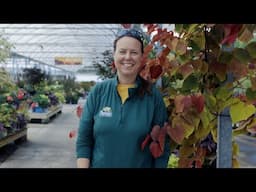 PETITTI Redbud Spotlight | How to Grow Redbud Trees in Northeast Ohio