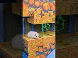 Hamster Sonic Maze ep. 3 🐹 Homura Ham Pets