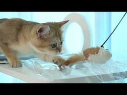 Funny Animal Videos: Playful Cat Having Fun Indoors | Aww Pets