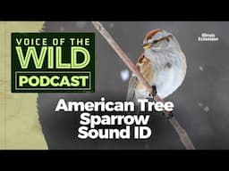 Episode 33: American Tree Sparrow – Voice of the Wild