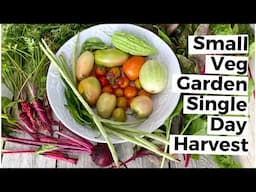 Single Day Harvest From Our Small Vegetable Garden | Zone 6 Vegetable Garden | Garden Harvest 2020