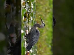 Great Blue Heron Shaking off in slow motion #birdwatching ing #nikonwildlife #birdphotography