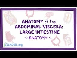 Anatomy of the abdominal viscera: Large intestine