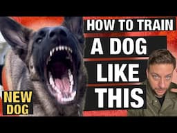 How to Train a High-Energy Powerhouse Dog Without Losing Control!