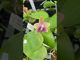 Phalaenopsis extravaganza at www.krullsmith.com