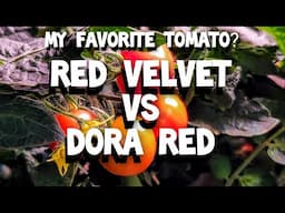 FAVORITE TOMATO -  RED VELVET  VS  DORA RED