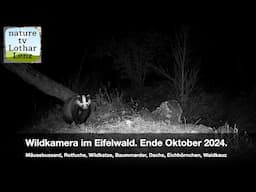 Wildkamera Coolife PH960W im Eifelwald Ende Oktober 2024. Wildkatze, Dachs, Rotfuchs, Mäusebussard