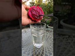 Grow Dragon Fruit From Seed | #dragonfruit #dragonseeds #dragon #urbangardening #grow