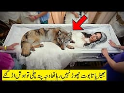 ڈاکٹر نے غور سے باڈی کو دیکھا تو فورا پولیس بلالی Wolf Was Not Leaving Woman When Doctor Checked...