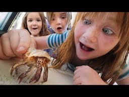 new HERMiT CRAB shells 🐚 Adley makes a Beach for our Crabs then haunted Family Cartoon movie night