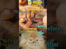 Best cat eye cleaning drop cat eye infection treatment in hindi Best eye cleaning medicine#cat #pets