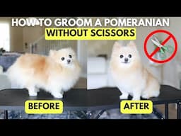 How To Groom a Pomeranian At Home Without Scissors