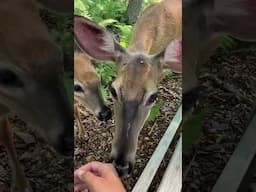 A doe and her twin fawns come by for a morning visit!