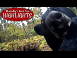 Death of a Trail Camera! Bears are RELENTLESS : Thursday's Trail Cam Highlights 11.21.24