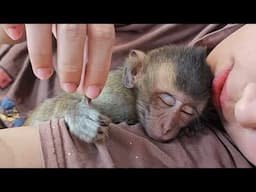 Adorable baby Nahu monkey sleeps soundly in his mother's arms