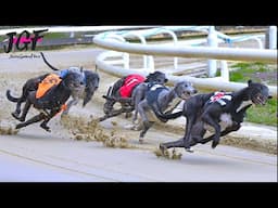 You Won't Believe the Speed of This 500m in Under 30 Seconds Greyhound Racing Championship!