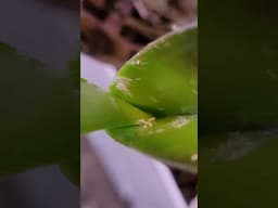 Mealybug on orchid leaf