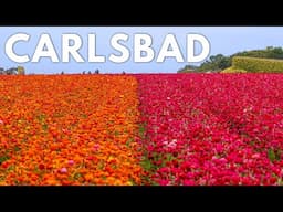 The Perfect Weekend in Carlsbad California with Kids: Flower Fields, S'mores, Legoland & More