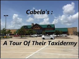 Cabela's Taxidermy