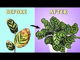 Grow Best Ever Calathea - 6 Essential Calathea Plant Care Tips// Prayer Plant Care