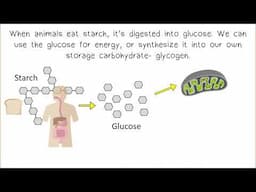 Carbohydrates AP Biology