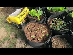 CHEAP way to fill grow bags or pots!!