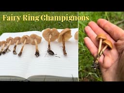 Wild Mushroom Identification- Fairy Ring Champignons (Marasmius oreades)