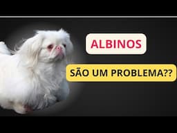 A problemática dos cães Albinos. Saiba reconhecer e os cuidados especiais