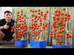 Grow HIGH YIELDING Cucumbers in Plastic Bottles Easily!