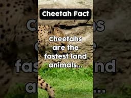 Cheetah fact - speed! #animals #cheetah #cheetah-facts