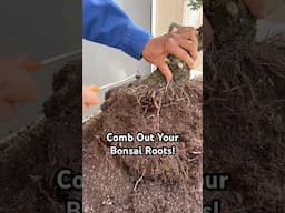 Why You Should Comb Out Your Bonsai Roots #bonsai #bonsaitree #gardening #plants #tree #tips #shorts